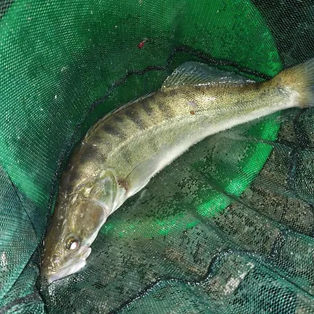 Hébergement de vacances Dom Pod Jablonka *