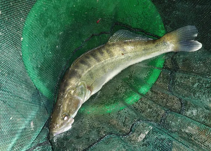 Сasa de vacaciones Dom Pod Jablonka *